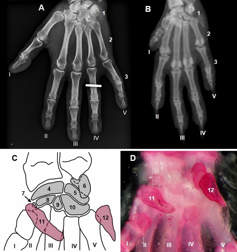 Diagram comparing the phalangeal anatomy of human and mouse digits.