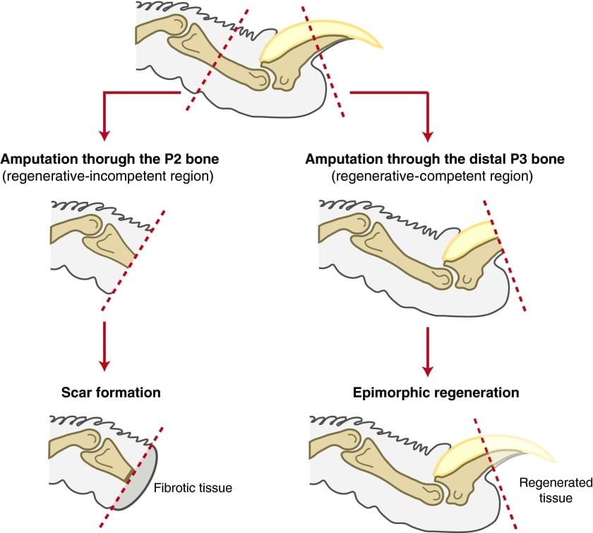Diagram showing level-dependent epimorphic regeneration of the adult mouse digit tip after amputation.