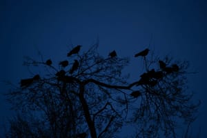 Every Howling Thing