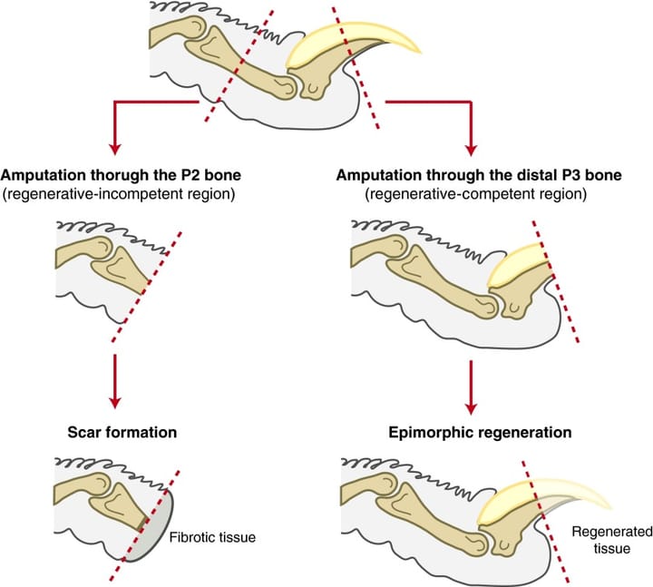 The Adult Mouse Digit Amputation Model: An Introduction and Relevant Questions